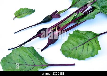 Su sfondo bianco, i primi frutti formati di barbabietole rosse e foglie verdi con vene rosse. Foto Stock