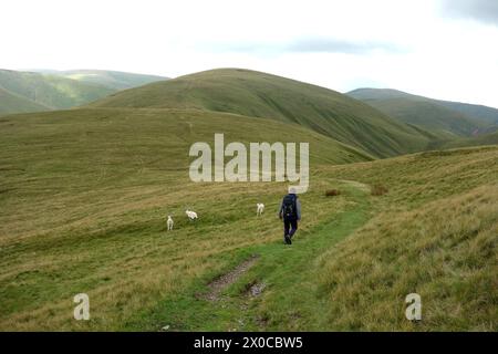 Man (escursionista) camminando attraverso pecore a Spengill dirigiti verso "Randygill Top" da "Green Bell" a Howgill Hills, Yorkshire Dales National Park, Inghilterra, Regno Unito Foto Stock