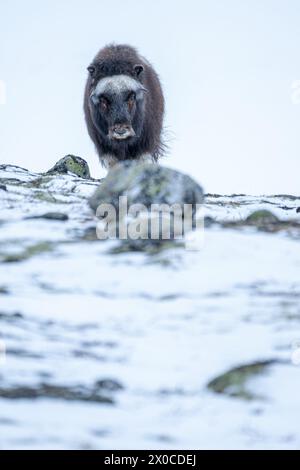 Il bellissimo ritratto di un bue muschiato che cammina attraverso la neve alla ricerca di qualcosa da mangiare tra pietre, cespugli e muschio in un paesaggio innevato tra il mese Foto Stock