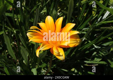 Fiori selvatici gialli bagnati dalla luce del sole Foto Stock