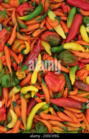 Ampia raccolta di peperoncino, verdure piccanti e piccanti. Il giardinaggio biologico locale produce un'abbondante colorata composizione naturale del raccolto biologico. Foto Stock