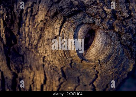 cavità a forma di occhio in un albero di noce Foto Stock