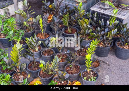 Zamioculcas raven Black Hybrid, Zanzibar Gem, ZZ Plant, Zuzu Plant coltivato nel mercato di strada. Foto Stock