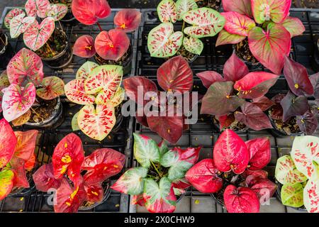 Colorata ed esotica vegetazione di caladio ibrida di foglie rosse in vasi di fiori all'interno del mercato urbano del giardino della giungla. Foto Stock