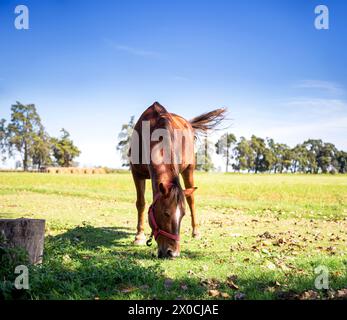Cavallo bruno in un pascolo di una fattoria Foto Stock