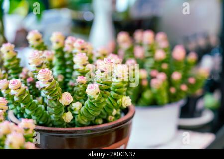 Crassula conjuncta perforata cv. Pagoda gigante variegata. Foto Stock