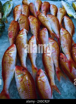 Vendita di pesce dal Golfo Persico al bazar di Abu Dhabi. Pesce di capra, aphua (Mullidae) Foto Stock