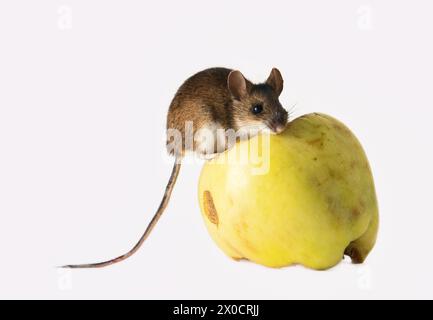 I topi sono animali famigerati dell'agricoltura e delle famiglie, animali nocivi. Roditori danneggiano i grani, le verdure e le frutte su una scala voluminosa. Legno mouse g Foto Stock