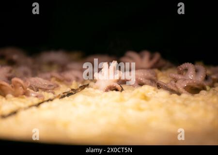 Autentiche palle Takoyaki da Osaka. Il Takoyaki è un alimento giapponese a base di farina di grano e polpo. Foto Stock