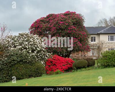 A contrasto con Rhododendron scarlatto 'Elizabeth', R. arboreum rosa intenso e R. bianco 'Sir Charles Lemon' al Garden House, Devon, Regno Unito Foto Stock