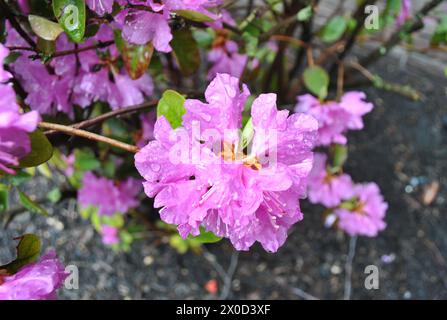 Rosa Rhododendron Blossoms coperto in Dew After Rain Foto Stock