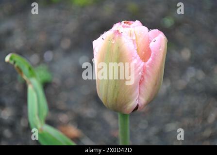 Un delicato bocciolo di tulipani si staglia alto, con gocce di rugiada aggrappate ai suoi morbidi petali rosa Foto Stock