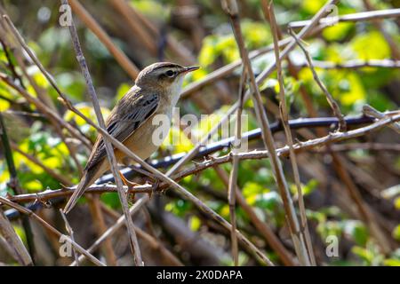 Parula delle siepi (Acrocephalus schoenobaenus / Motacilla schoenobaenus) arroccata nel cespuglio all'inizio della primavera Foto Stock