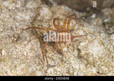 Ragno anyfaenide (Anyphaena sp.) Foto Stock