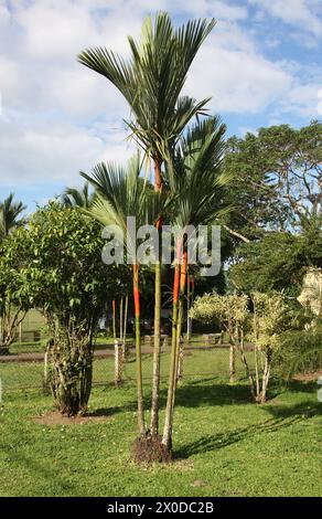 Palma di cera ermetica rossa nota anche come palma rossetto o palma Rajah, Cyrtostachys renda, Arecaceae, Palmae. Tortuguero, Costa Rica. Foto Stock