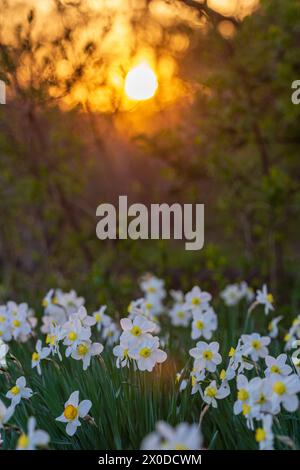 Aiuola bianca di narciso con disco solare serale sullo sfondo Foto Stock