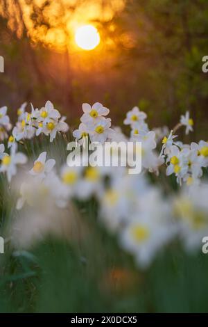 Aiuola bianca di narciso con disco solare serale sullo sfondo Foto Stock