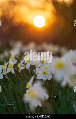 Aiuola bianca di narciso con disco solare serale sullo sfondo Foto Stock