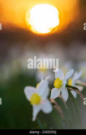 Aiuola bianca di narciso con disco solare serale sullo sfondo Foto Stock