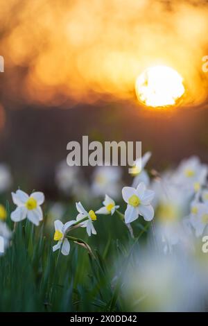 Aiuola bianca di narciso con disco solare serale sullo sfondo Foto Stock