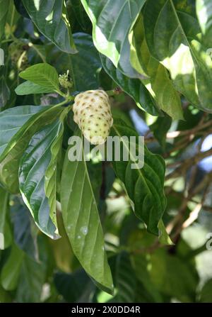 Great Morinda, Noni di Tahiti o Mulberry indiano, Morinda citrifolia, Rubiaceae. Tortuguero, Costa Rica. Originario del sud-est asiatico. Foto Stock