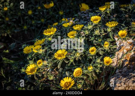 Pallenis maritima (L.) Greuter, 1997, fiore giallo sulla costa, Cala Rafalino, Manacor, Maiorca, Isole Baleari, Spagna Foto Stock