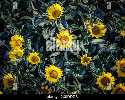 Pallenis maritima (L.) Greuter, 1997, fiore giallo sulla costa, Cala Rafalino, Manacor, Maiorca, Isole Baleari, Spagna Foto Stock