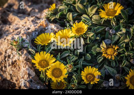 Pallenis maritima (L.) Greuter, 1997, fiore giallo sulla costa, Cala Rafalino, Manacor, Maiorca, Isole Baleari, Spagna Foto Stock