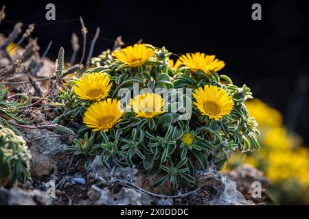 Pallenis maritima (L.) Greuter, 1997, fiore giallo sulla costa, Cala Rafalino, Manacor, Maiorca, Isole Baleari, Spagna Foto Stock
