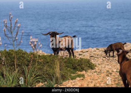 Capra di Maiorca, Cala pilota, Manacor, Maiorca, Isole Baleari, Spagna Foto Stock