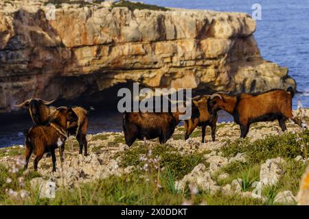 Capra di Maiorca, Cala pilota, Manacor, Maiorca, Isole Baleari, Spagna Foto Stock