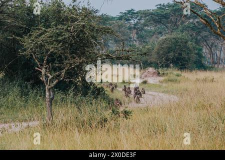 Babbuini di ulivo vicino alla strada sterrata nel Parco Nazionale del Mburo, Uganda Foto Stock