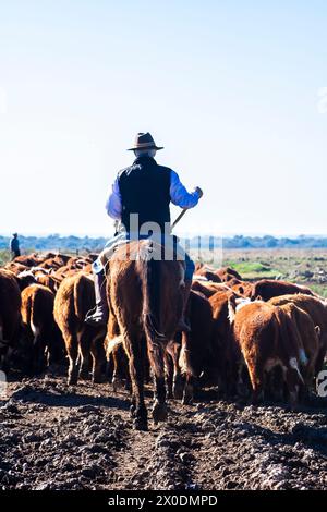 Dom Pedrito, Rio grande do sul, Brasile, 15 luglio 2008. Il contadino sul cavallo con il bestiame Hereford nel ranch pascolo Foto Stock