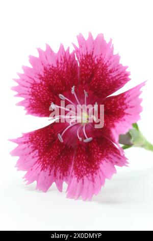 Primo piano di Dianthus China Pink Flower su sfondo bianco Foto Stock