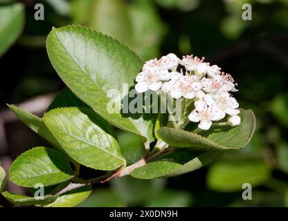 Black Chokeberry, Schwarze Apfelbeere, Aronia noir, Aronia melanocarpa, fekete törpeberkenye, Ungheria, Magyarország, Europa Foto Stock