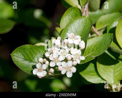 Black Chokeberry, Schwarze Apfelbeere, Aronia noir, Aronia melanocarpa, fekete törpeberkenye, Ungheria, Magyarország, Europa Foto Stock