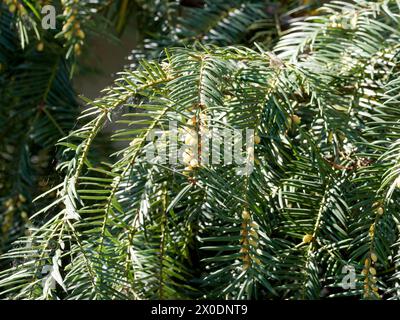 Giapponese torreya, Japanische Nusseibe, kaya, Torreya nucifera, japán nagymagvú tiszafa, Ungheria, Magyarország, Europa Foto Stock