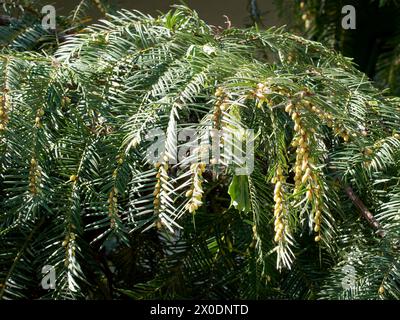 Giapponese torreya, Japanische Nusseibe, kaya, Torreya nucifera, japán nagymagvú tiszafa, Ungheria, Magyarország, Europa Foto Stock