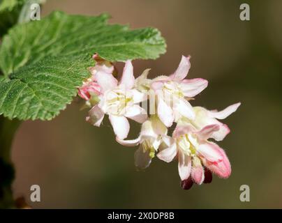 Ribes chaparral, Chaparral-Johannisbeere, Ribes malvaceum, ribizli, Budapest, Ungheria, Magyarország, Europa Foto Stock