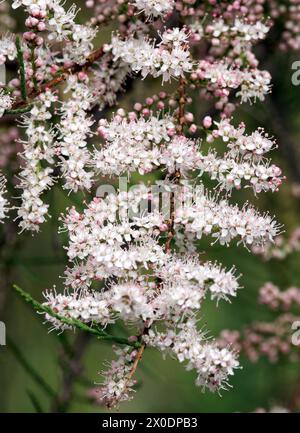 tamarisk, cedro di sale, Tamarisken, Tamaris à quatre étamines, Tamarix tetrandra, tamariska, Budapest, Ungheria, Magyarország, Europa Foto Stock