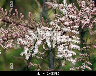 tamarisk, cedro di sale, Tamarisken, Tamaris à quatre étamines, Tamarix tetrandra, tamariska, Budapest, Ungheria, Magyarország, Europa Foto Stock