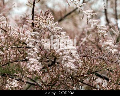 tamarisk, cedro di sale, Tamarisken, Tamaris à quatre étamines, Tamarix tetrandra, tamariska, Budapest, Ungheria, Magyarország, Europa Foto Stock