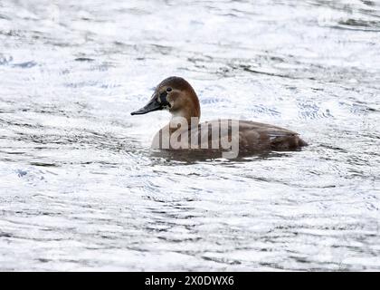 Pochard (Aythya ferina) con mange, nuoto alle Walthamstow Wetlands, Londra, Inghilterra Foto Stock