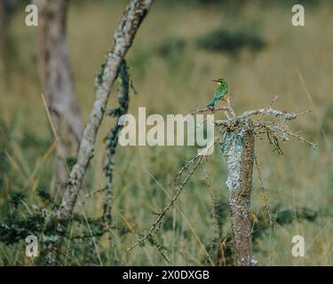 Piccolo e vivace mangiatore di api su un ramo spinoso. Foto Stock