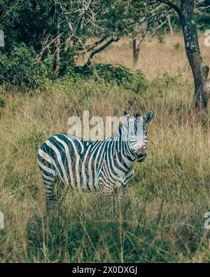 Zebra in campo, Uganda Foto Stock