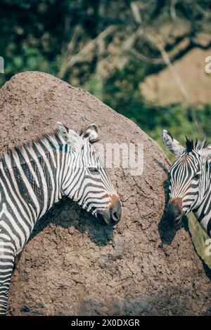 Zebra in campo, Uganda Foto Stock