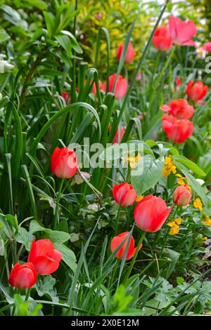 Fiori primaverili di tulipani rossi vivaci, tulipa Darwin Hybrid "Van Eijk" e fiori di parati che crescono nella marcia mista del giardino del Regno Unito Foto Stock