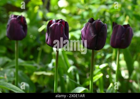 Ricchi fiori primaverili viola e quasi neri di tulipani di Triumph, tulipa Paul Scherer nel giardino inglese di aprile Foto Stock