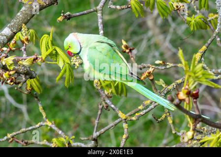 Un Parakeet di colore verde a St. James Park, Londra, Inghilterra Foto Stock