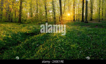 Foresta verde di faggi illuminata dal sole in primavera. Foto Stock